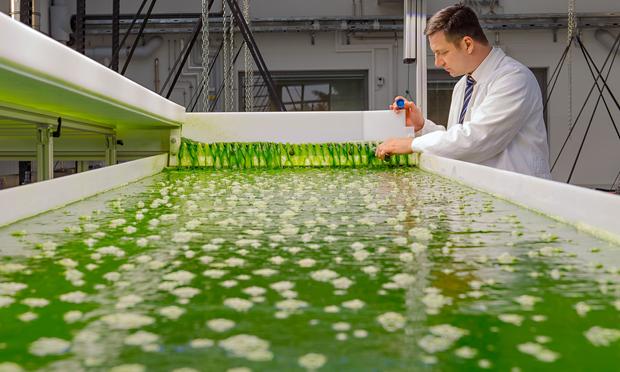 Biodiesel dari alga